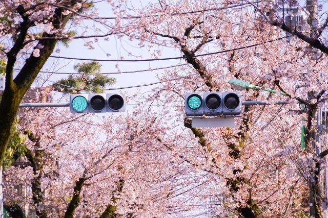 桜新町の桜